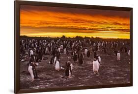 Falkland Islands, Sea Lion Island. Gentoo Penguins Colony at Sunset-Cathy & Gordon Illg-Framed Photographic Print