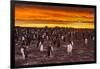 Falkland Islands, Sea Lion Island. Gentoo Penguins Colony at Sunset-Cathy & Gordon Illg-Framed Photographic Print