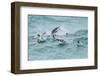 Falkland Islands, Sea Lion Island. Gentoo penguins porpoising in surf.-Jaynes Gallery-Framed Photographic Print