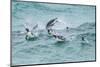 Falkland Islands, Sea Lion Island. Gentoo penguins porpoising in surf.-Jaynes Gallery-Mounted Photographic Print