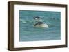 Falkland Islands, Sea Lion Island. Gentoo Penguins Porpoising-Cathy & Gordon Illg-Framed Photographic Print