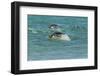 Falkland Islands, Sea Lion Island. Gentoo Penguins Porpoising-Cathy & Gordon Illg-Framed Photographic Print