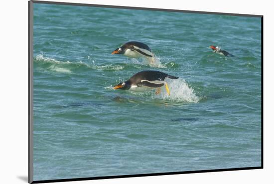 Falkland Islands, Sea Lion Island. Gentoo Penguins Porpoising-Cathy & Gordon Illg-Mounted Photographic Print