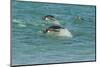 Falkland Islands, Sea Lion Island. Gentoo Penguins Porpoising-Cathy & Gordon Illg-Mounted Photographic Print