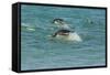 Falkland Islands, Sea Lion Island. Gentoo Penguins Porpoising-Cathy & Gordon Illg-Framed Stretched Canvas