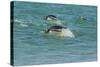 Falkland Islands, Sea Lion Island. Gentoo Penguins Porpoising-Cathy & Gordon Illg-Stretched Canvas