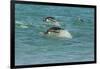 Falkland Islands, Sea Lion Island. Gentoo Penguins Porpoising-Cathy & Gordon Illg-Framed Photographic Print