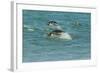 Falkland Islands, Sea Lion Island. Gentoo Penguins Porpoising-Cathy & Gordon Illg-Framed Photographic Print