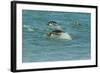 Falkland Islands, Sea Lion Island. Gentoo Penguins Porpoising-Cathy & Gordon Illg-Framed Photographic Print