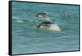 Falkland Islands, Sea Lion Island. Gentoo Penguins Porpoising-Cathy & Gordon Illg-Framed Stretched Canvas