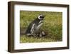 Falkland Islands, Sea Lion Island. Magellanic Penguin and Chicks-Cathy & Gordon Illg-Framed Photographic Print
