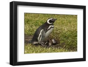 Falkland Islands, Sea Lion Island. Magellanic Penguin and Chicks-Cathy & Gordon Illg-Framed Photographic Print