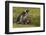 Falkland Islands, Sea Lion Island. Magellanic Penguin and Chicks-Cathy & Gordon Illg-Framed Photographic Print