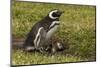 Falkland Islands, Sea Lion Island. Magellanic Penguin and Chicks-Cathy & Gordon Illg-Mounted Photographic Print