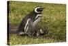 Falkland Islands, Sea Lion Island. Magellanic Penguin and Chicks-Cathy & Gordon Illg-Stretched Canvas