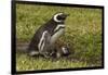 Falkland Islands, Sea Lion Island. Magellanic Penguin and Chicks-Cathy & Gordon Illg-Framed Photographic Print