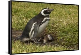 Falkland Islands, Sea Lion Island. Magellanic Penguin and Chicks-Cathy & Gordon Illg-Framed Stretched Canvas