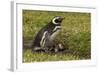 Falkland Islands, Sea Lion Island. Magellanic Penguin and Chicks-Cathy & Gordon Illg-Framed Photographic Print