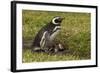 Falkland Islands, Sea Lion Island. Magellanic Penguin and Chicks-Cathy & Gordon Illg-Framed Photographic Print