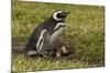 Falkland Islands, Sea Lion Island. Magellanic Penguin and Chicks-Cathy & Gordon Illg-Mounted Photographic Print