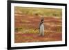 Falkland Islands, Sea Lion Island. Magellanic penguin braying.-Jaynes Gallery-Framed Photographic Print