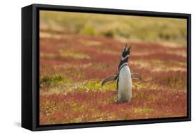 Falkland Islands, Sea Lion Island. Magellanic penguin braying.-Jaynes Gallery-Framed Stretched Canvas