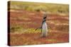 Falkland Islands, Sea Lion Island. Magellanic penguin braying.-Jaynes Gallery-Stretched Canvas