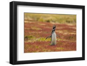 Falkland Islands, Sea Lion Island. Magellanic penguin braying.-Jaynes Gallery-Framed Photographic Print