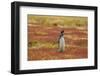 Falkland Islands, Sea Lion Island. Magellanic penguin braying.-Jaynes Gallery-Framed Photographic Print