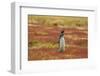 Falkland Islands, Sea Lion Island. Magellanic penguin braying.-Jaynes Gallery-Framed Photographic Print