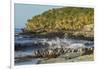 Falkland Islands, Sea Lion Island. Magellanic Penguins and Surf-Cathy & Gordon Illg-Framed Photographic Print