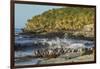 Falkland Islands, Sea Lion Island. Magellanic Penguins and Surf-Cathy & Gordon Illg-Framed Photographic Print