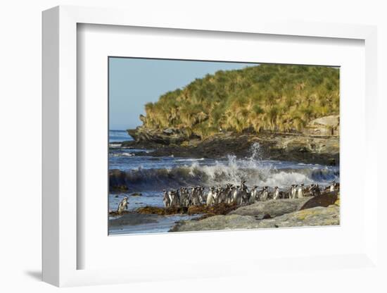 Falkland Islands, Sea Lion Island. Magellanic Penguins and Surf-Cathy & Gordon Illg-Framed Photographic Print