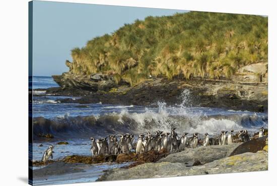 Falkland Islands, Sea Lion Island. Magellanic Penguins and Surf-Cathy & Gordon Illg-Stretched Canvas
