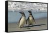 Falkland Islands, Sea Lion Island. Magellanic Penguins on Beach-Cathy & Gordon Illg-Framed Stretched Canvas