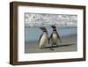 Falkland Islands, Sea Lion Island. Magellanic Penguins on Beach-Cathy & Gordon Illg-Framed Photographic Print