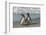 Falkland Islands, Sea Lion Island. Magellanic Penguins on Beach-Cathy & Gordon Illg-Framed Photographic Print