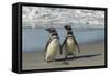 Falkland Islands, Sea Lion Island. Magellanic Penguins on Beach-Cathy & Gordon Illg-Framed Stretched Canvas