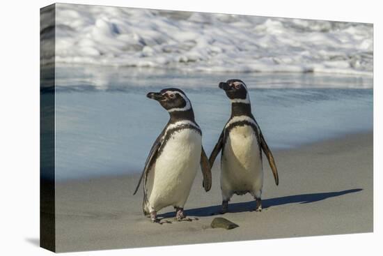 Falkland Islands, Sea Lion Island. Magellanic Penguins on Beach-Cathy & Gordon Illg-Stretched Canvas