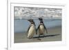 Falkland Islands, Sea Lion Island. Magellanic Penguins on Beach-Cathy & Gordon Illg-Framed Photographic Print