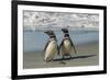 Falkland Islands, Sea Lion Island. Magellanic Penguins on Beach-Cathy & Gordon Illg-Framed Photographic Print