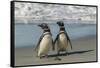 Falkland Islands, Sea Lion Island. Magellanic Penguins on Beach-Cathy & Gordon Illg-Framed Stretched Canvas