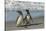 Falkland Islands, Sea Lion Island. Magellanic Penguins on Beach-Cathy & Gordon Illg-Stretched Canvas