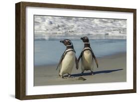 Falkland Islands, Sea Lion Island. Magellanic Penguins on Beach-Cathy & Gordon Illg-Framed Photographic Print