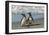 Falkland Islands, Sea Lion Island. Magellanic Penguins on Beach-Cathy & Gordon Illg-Framed Photographic Print