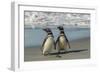 Falkland Islands, Sea Lion Island. Magellanic Penguins on Beach-Cathy & Gordon Illg-Framed Photographic Print