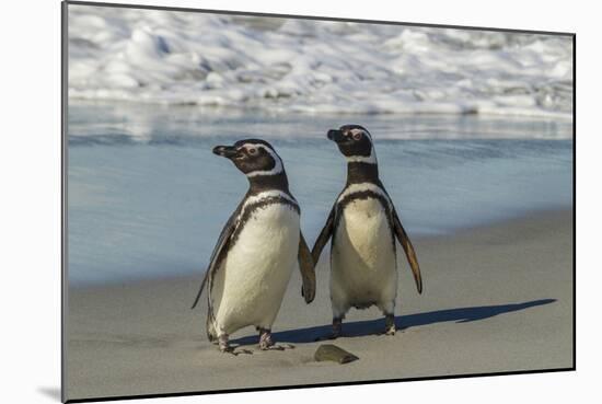 Falkland Islands, Sea Lion Island. Magellanic Penguins on Beach-Cathy & Gordon Illg-Mounted Photographic Print