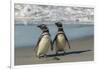 Falkland Islands, Sea Lion Island. Magellanic Penguins on Beach-Cathy & Gordon Illg-Framed Photographic Print