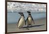 Falkland Islands, Sea Lion Island. Magellanic Penguins on Beach-Cathy & Gordon Illg-Framed Photographic Print