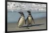 Falkland Islands, Sea Lion Island. Magellanic Penguins on Beach-Cathy & Gordon Illg-Framed Photographic Print